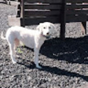 Meet your Posher, Sam